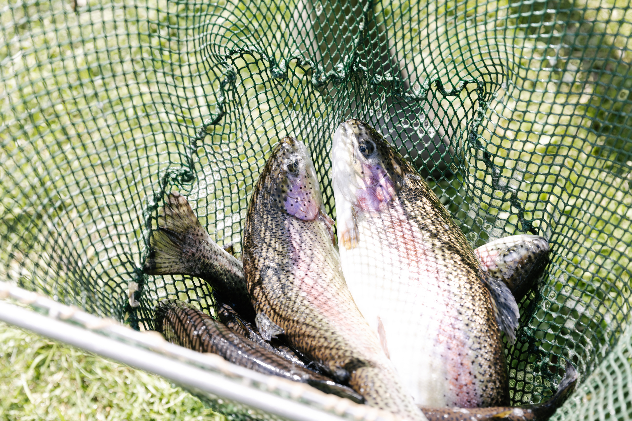 Quellfisch aus Längenfeld