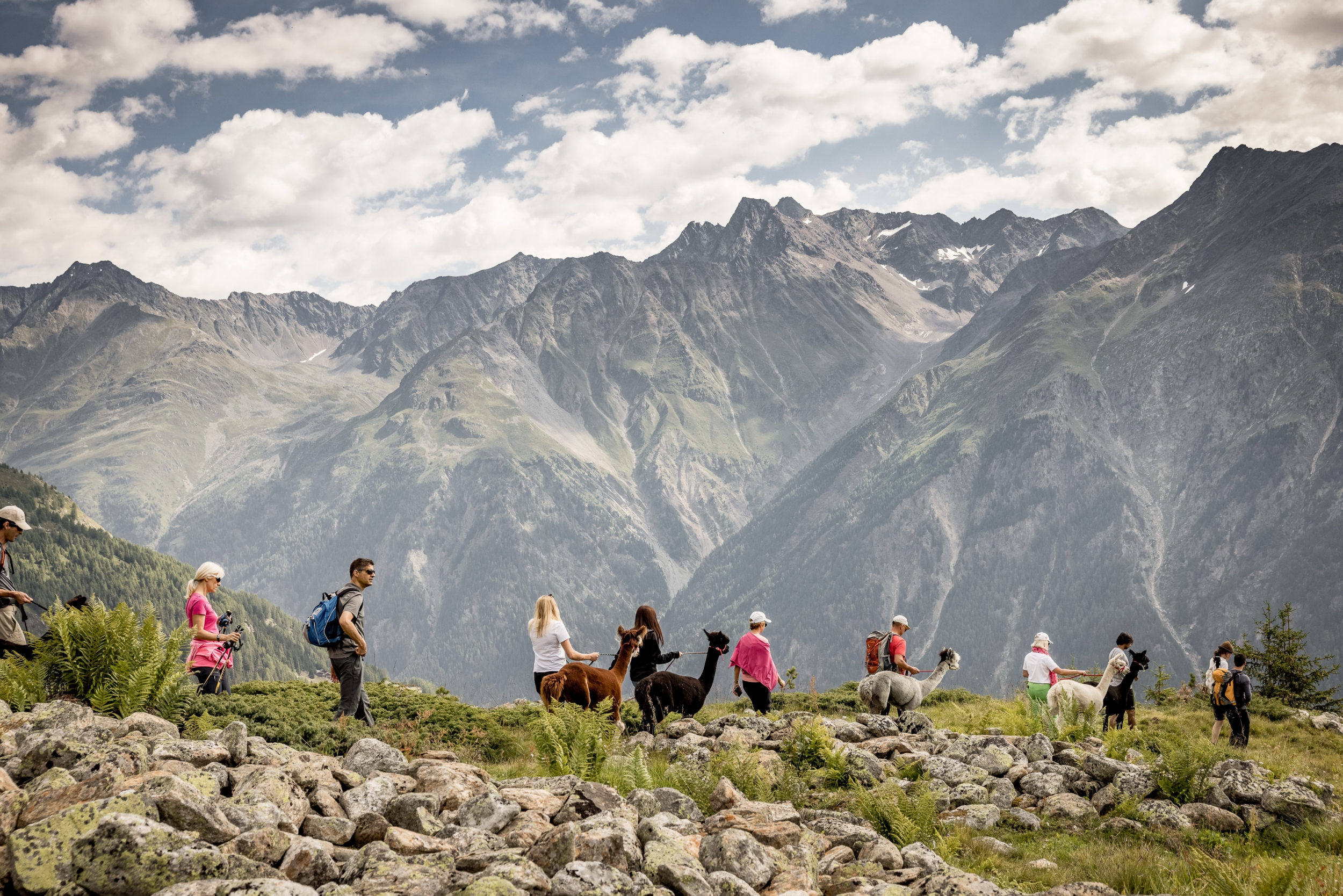 Wandern mit Alpakas in der Ötztaler Bergwelt