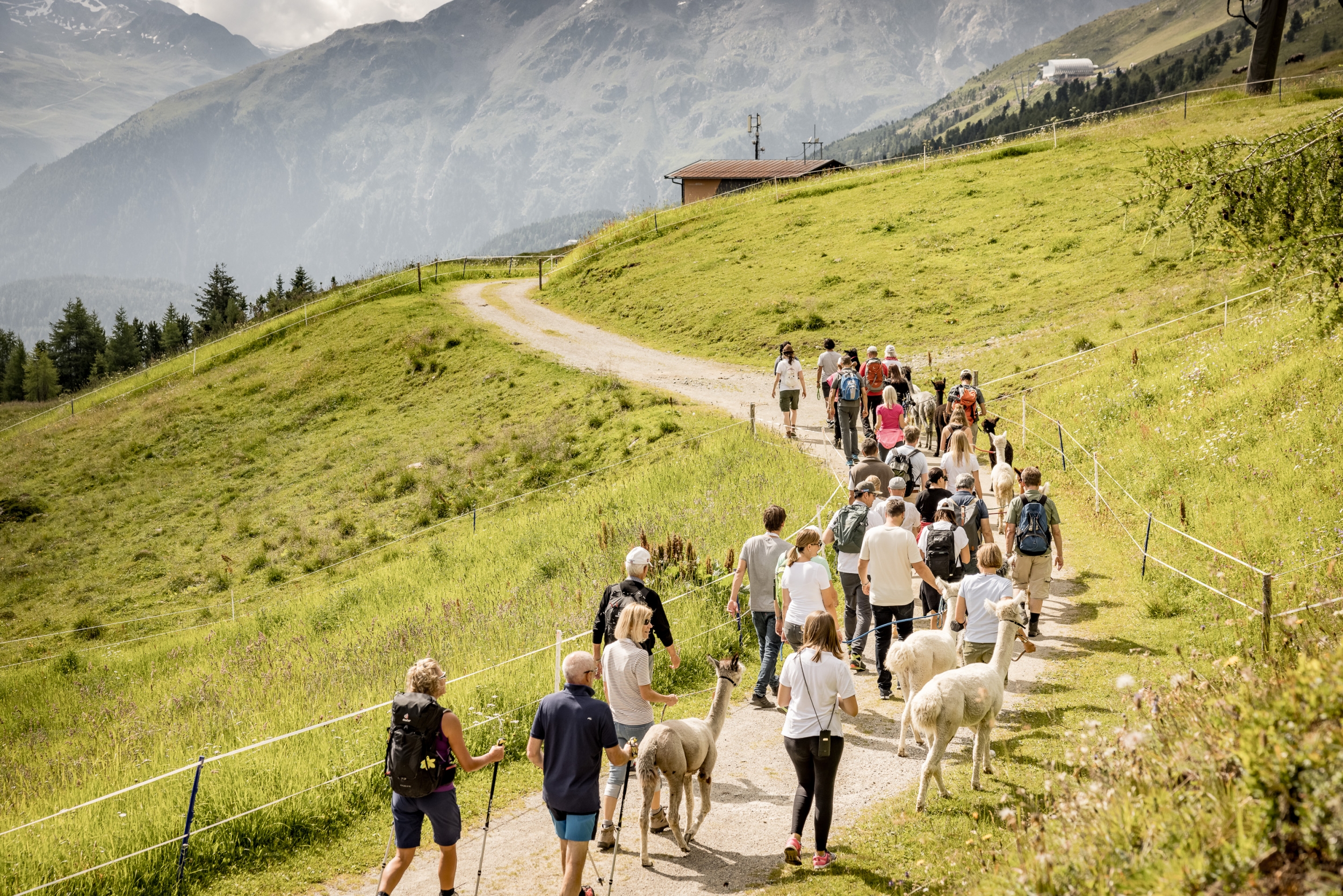 Wanderung mit Alpakas am Giggijoch in Sölden