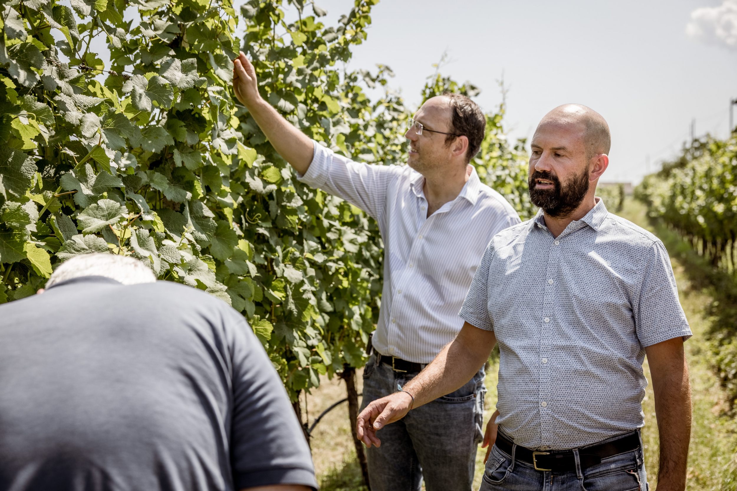 Wein am Berg Summer Editions – Besuch Kellerei St. Pauls und Weingärten, Südtirol