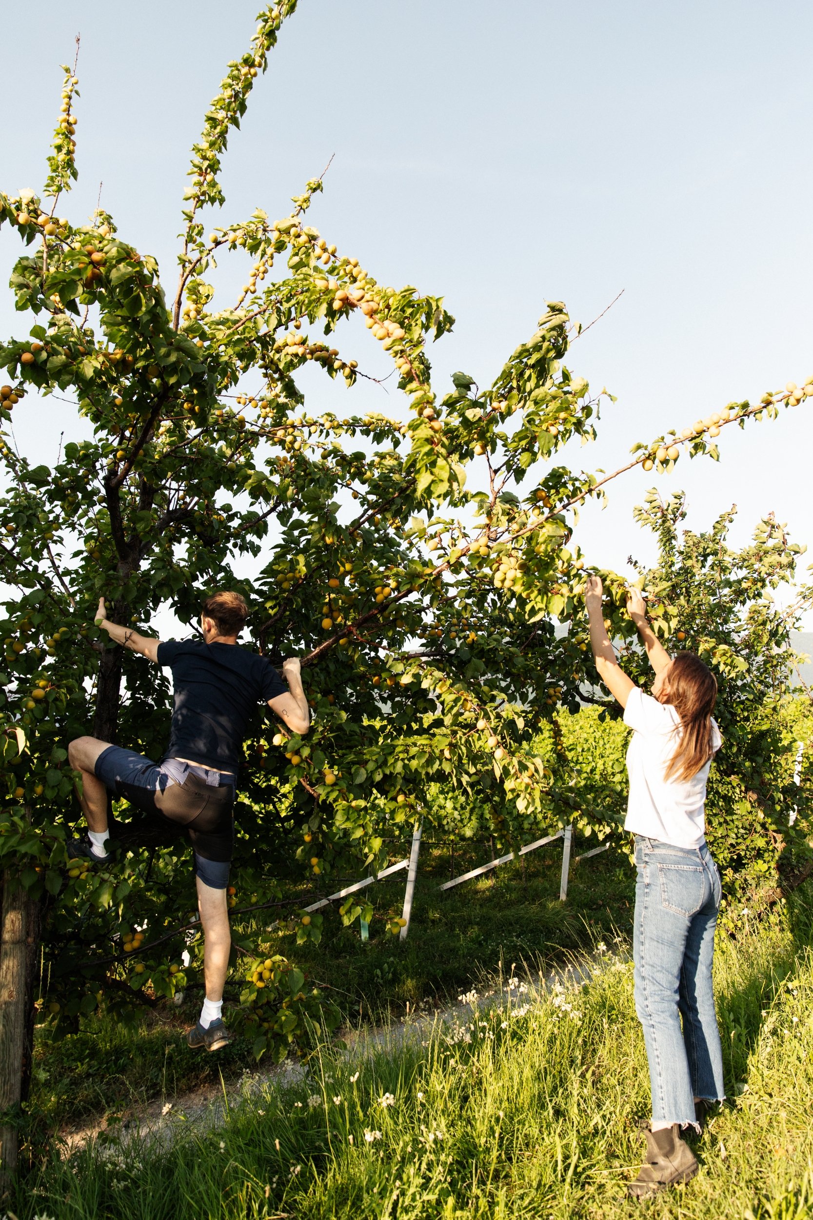 Weingut Ignaz Niedrist zu Gast bei der Wein am Berg - Summer Edition 2026 Weingut Ignaz Niedrist zu Gast bei der Wein am Berg - Summer Edition 2026