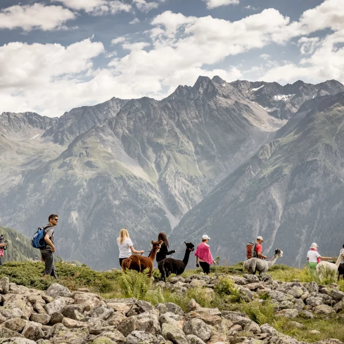 Wandern mit Alpakas in der Ötztaler Bergwelt