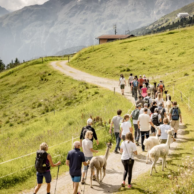 Wanderung mit Alpakas am Giggijoch in Sölden